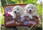 Ravensburger Travelling Puppies Puzzle 100pc