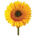 Giant Sunflower | Grow your own Sunflower