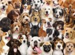 Peter Pauper Press All The Dogs 500pc Puzzle