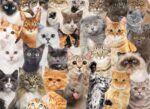 Peter Pauper Press All The Cats 500pc Puzzle