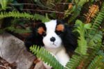 Alex King Charles 28cm Bocchetta Plush