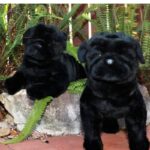 Bandit Pug Laying 44cm Bocchetta Plush