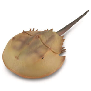 CollectA 88905 Horseshoe Crab