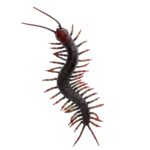 Rex London Realistic Centipede