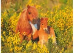 Ravensburger Shetland Ponies 100pc