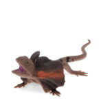 Rex London Realistic Frill Neck Lizard