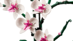 LEGO Botanical Collection 10311 Orchid
