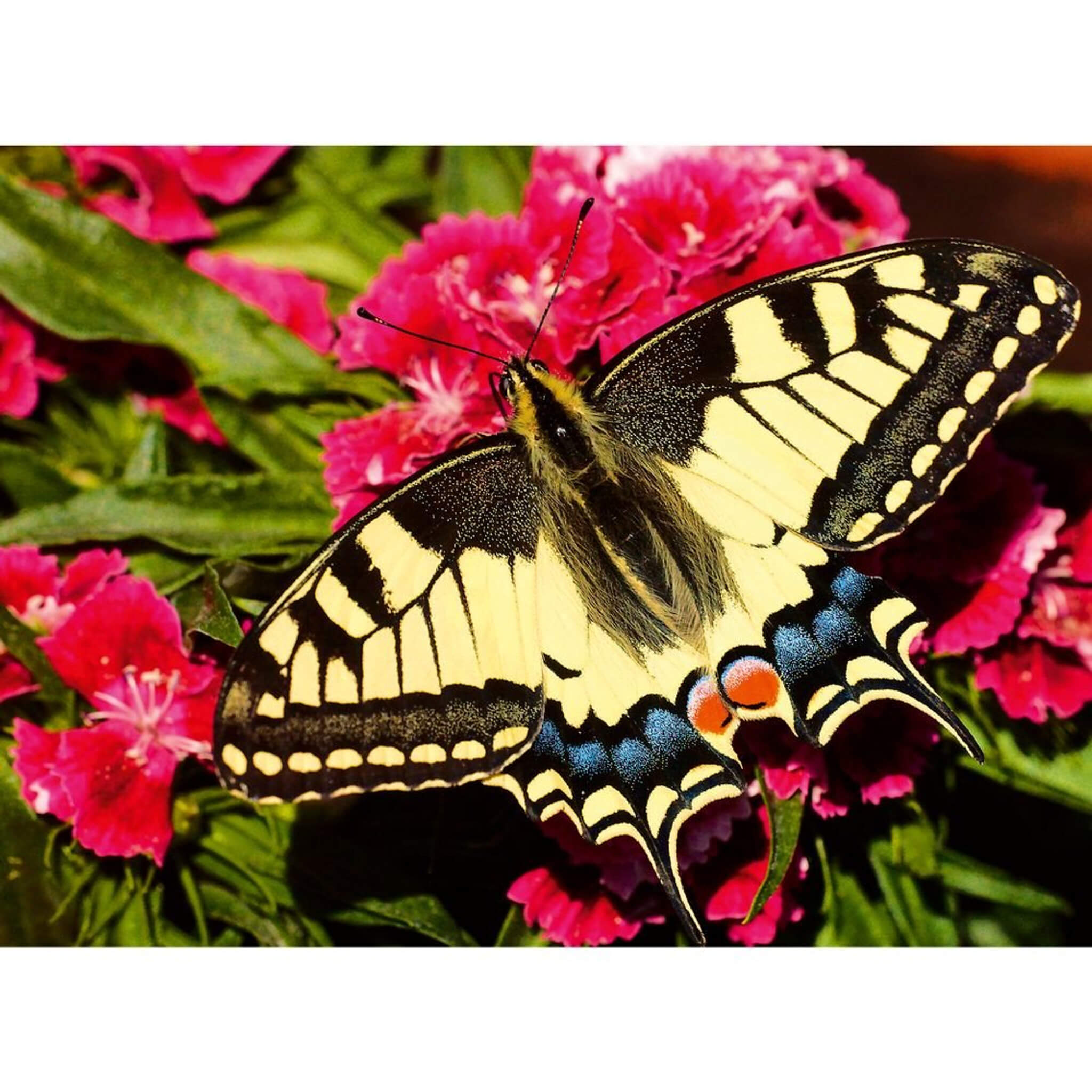 Ravensburger Butterfly Puzzle 500pc