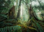 Ravensburger In The Forrest 1000pc Puzzle