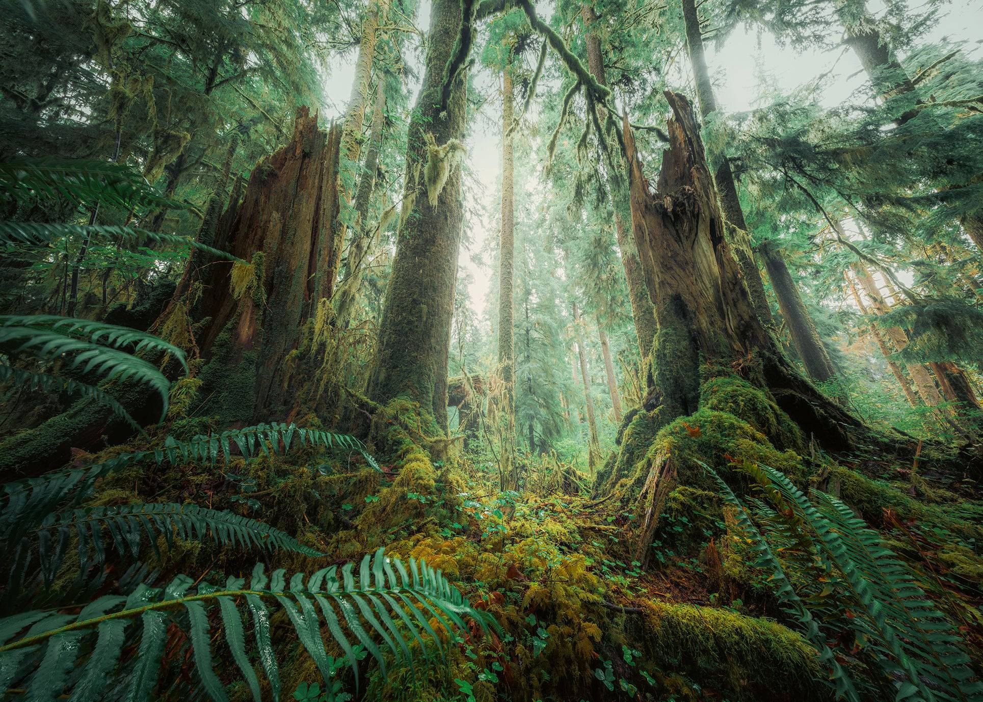 Ravensburger In The Forrest 1000pc Puzzle