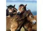 Ravensburger Loving Horses Puzzle 3x49pc