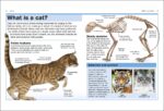 Pocket EyewItness Cats