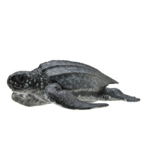 Collecta 88680 Leatherback Sea Turtle