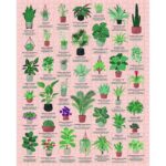 Ridleys House Plant Jigsaw Puzzle­1000pc