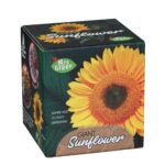 Giant Sunflower | Grow your own Sunflower