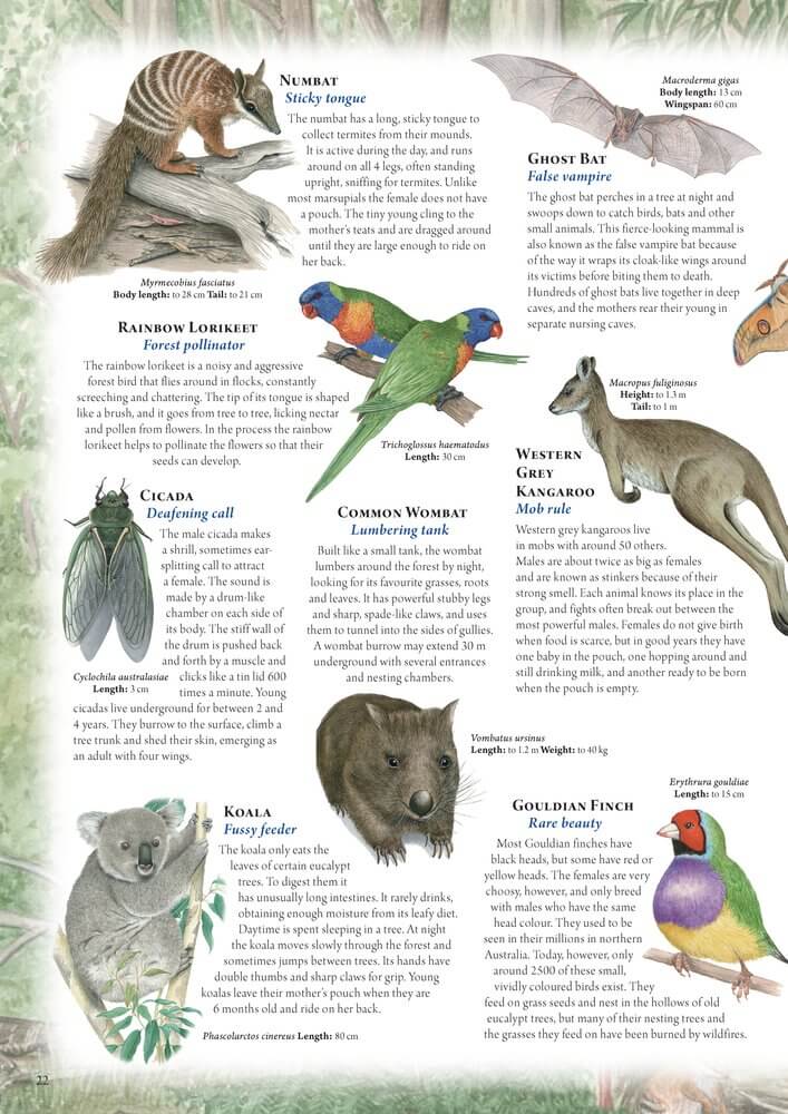 The Australian Animal Atlas Imagine If