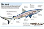 Pocket Eyewitness DK Sharks Book