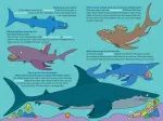 100 Questions About Sharks