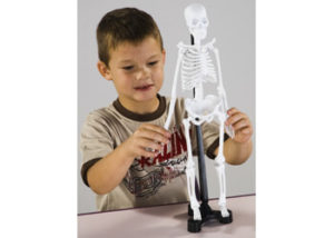 Edu-Toys Mini Skeleton