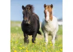 Ravensburger Loving Horses Puzzle 3x49pc