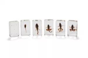 Mini Beasts Frog Life Cycle Resin Specimen Set