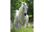 Ravensburger Horse in Flowers Puzzle 100pc