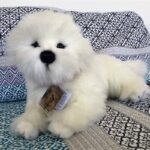 Annabelle Bichon Frise 38cm Bocchetta Plush