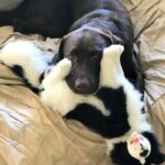 Tommy Border Collie 35cm Bocchetta Plush