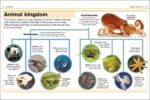 Animals Pocket Eye Witness Fact Book