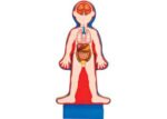 M&D Human Body Magnetic Dressup