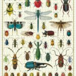 Cavallini Bugs & Insects Puzzle 1000pc