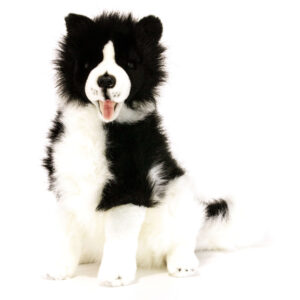 Tommy Border Collie 35cm Bocchetta Plush