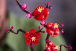 LEGO Botanical Collection 10369 Plum Blossom