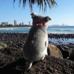 Storm Staffy 32cm Sitting Bocchetta Plush