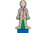 M&D Human Body Magnetic Dressup