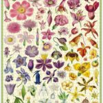Cavallini Vintage Flora Specimens Puzzle 1000pc