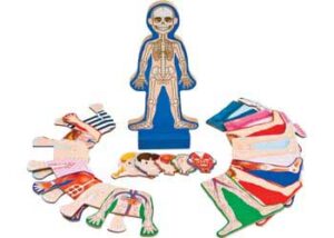 M&D Human Body Magnetic Dressup