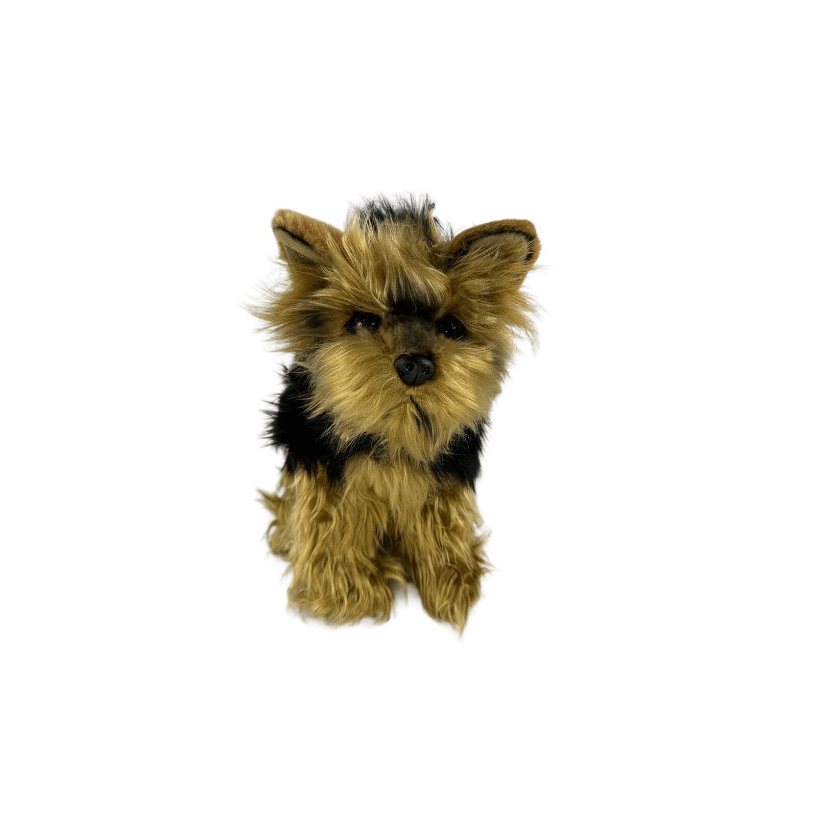 Archie Australian Yorkshire Terrier 28cm