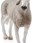 Schleich 13859 Holsteiner Gelding