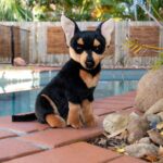 Taco Chihuahua Sitting 25cm Bocchetta Plush
