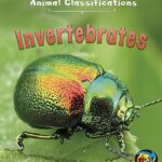 Animal Classifications Invertebrates