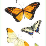 Butterflies Stickers