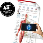 Abacus VR Gift Box Human Body!