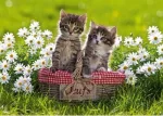Ravensburger Picnic In The Meadow 1000pc Puzzle