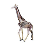 Thames & Kosmos Giraffe Anatomy Model