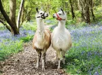Ravensburger Llama Love Puzzle 100pc