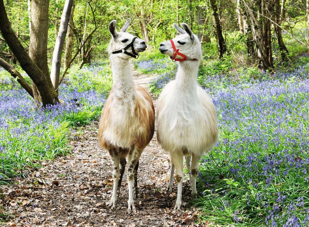 Ravensburger Llama Love Puzzle 100pc