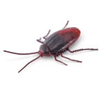Zuru Robo Alive Robotic Cockroach