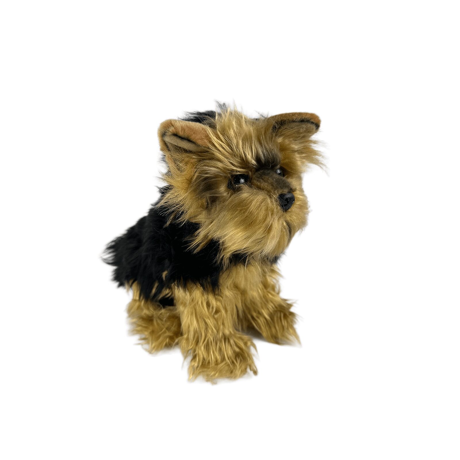 Archie Australian Yorkshire Terrier 28cm
