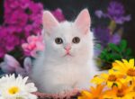 Ravensburger Glitter Cat Puzzle 100pc